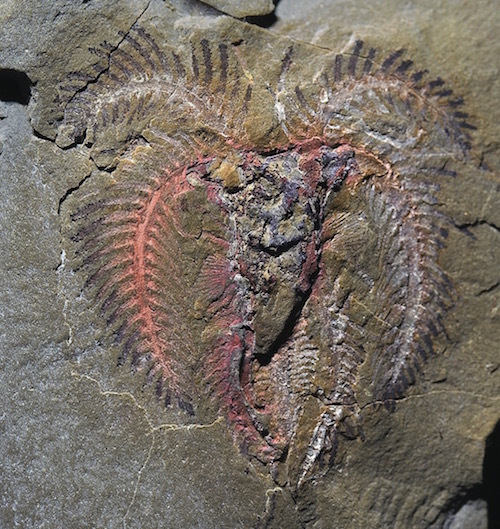 marrellomorph arthropod.jpg
