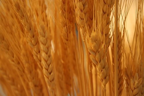 Bread made of the flour from newly-harvested wheat would be brought to church on Lammas Day to mark the beginning of autumn.