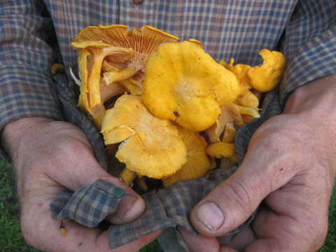 Good chanterelle year