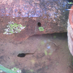 Tadpoles