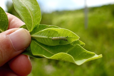 Photo: 10 tips for a monarch-friendly garden 