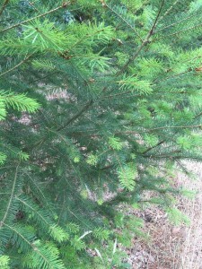 Tender tips of Douglas Fir used for tea.