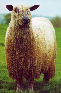 Lovely locked Wensleydale . Image from North American Wensleydale Sheep Association