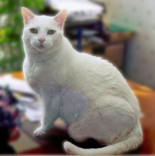 therapy-cat