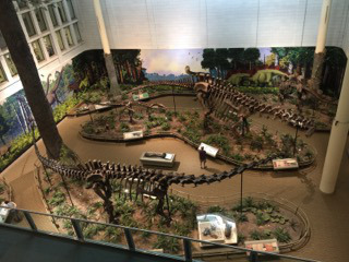 Dinosaur bones at the Carnegie Museum of Natural History