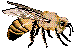 honey bee