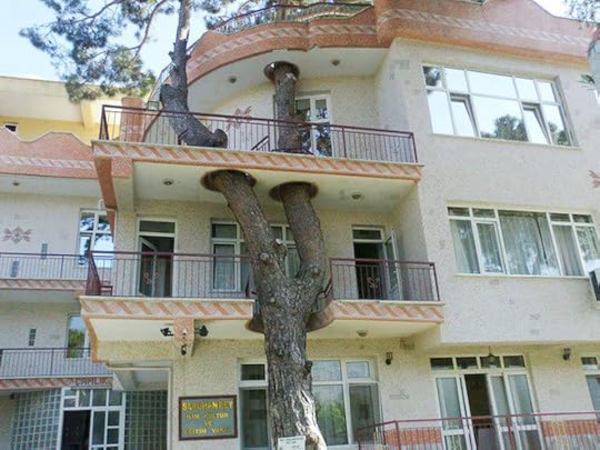 Tree was here first!