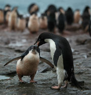 Adélie Penguin regurgitates krill for its chick
