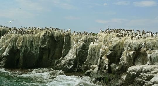 Birds on the Farne Islands by Bob Jones