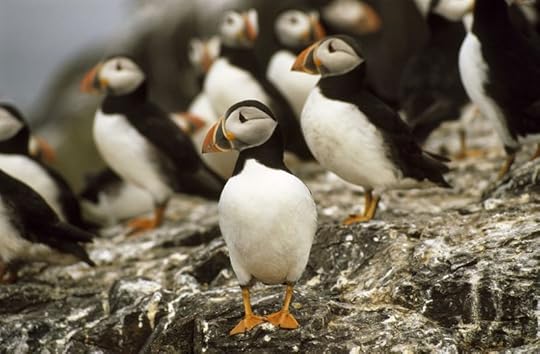 Puffins on The Farne Islands by Joe Cornish