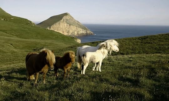 Shetland ponies on the Isle of Foula