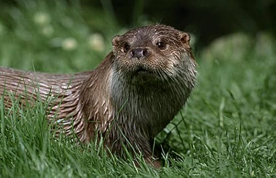Otter, Farne Islands