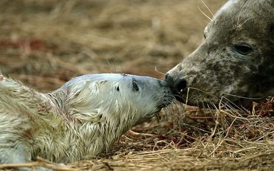 Grey seal & newborn calf, The Farne Islands, Northumberland
