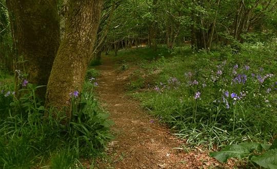 Wildflowers in spring, Nattadon Hill