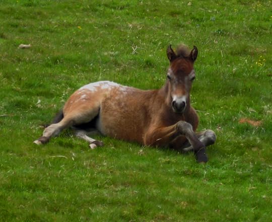 Young Dartmoor pony