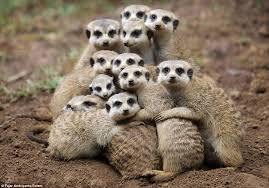 group hug 7