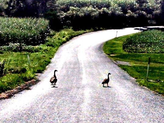 Country Roads Are Like No Other no.6