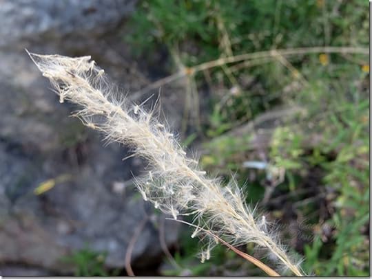cottontop