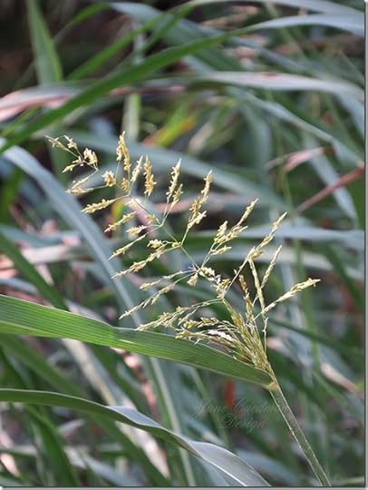JohnsonGrass