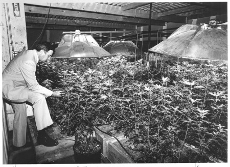 Fitzsimons-Marijuana