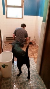 Bathroom-Dog20150522