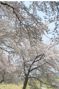 kyoto poem blog image