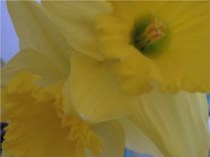 Daffodils