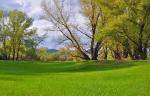 Green fields by Larisa Koshkina
