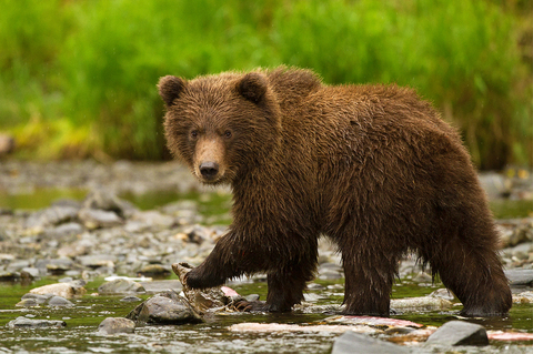Photo: Cecil the lion's killing shines spotlight on barbaric trophy hunting