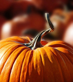 pumpkin
