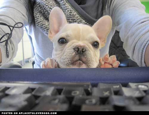 frenchie on computer