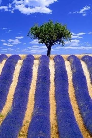 lavenderfields201416