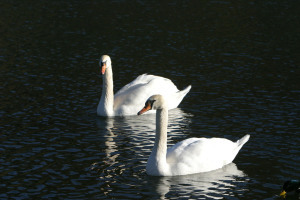 swans