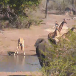 Screen Shot 2015-08-06 at 5.14.36 AM