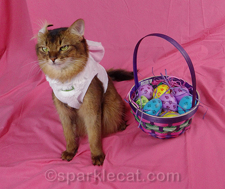 I bet my American Curl pals from the cat shows are laughing at me right now!