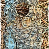 Bark