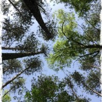 canopy