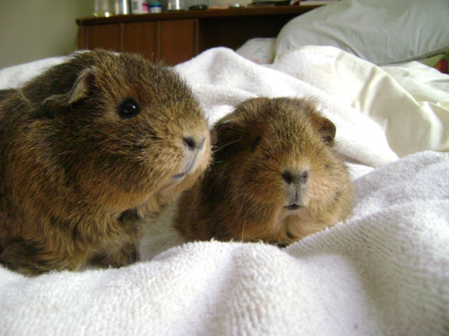 Which is Twiglet and which is Pammy? I know. I’m not sure that everyone who encountered them could tell me which is which though. 