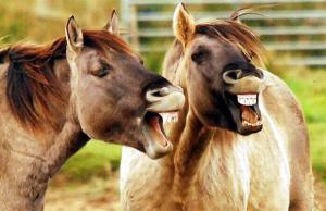 laughing-horses_1507421i