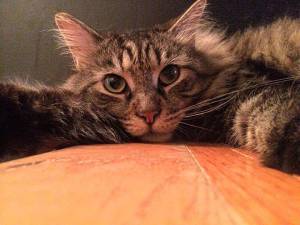 Tuffy Cat