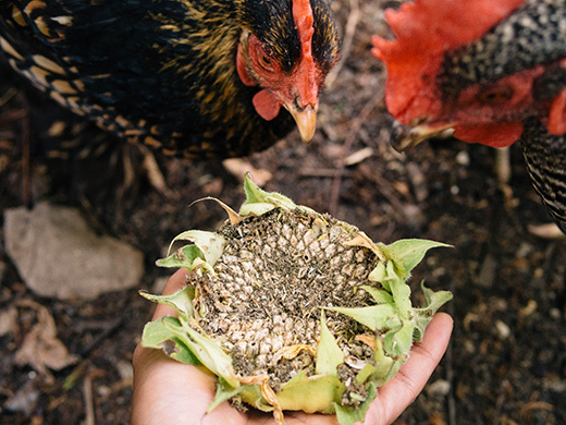 Fresh sunflower seeeds for the chickens