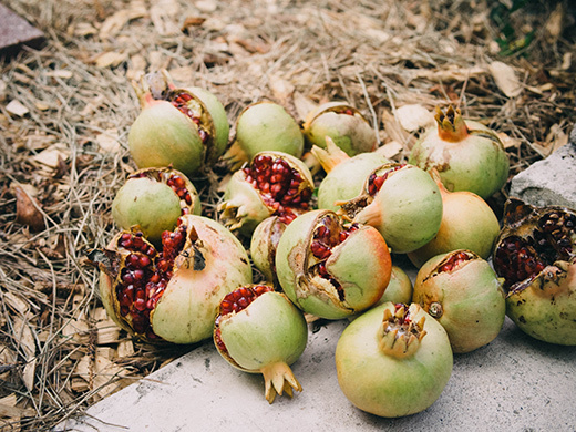Ripe pomegranates