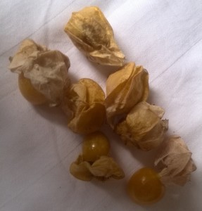 Inner Mongolian Foods - Fruit - Survive Travel