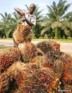 palm oil