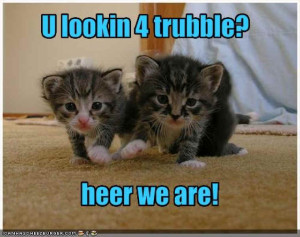 A - Humor kittens