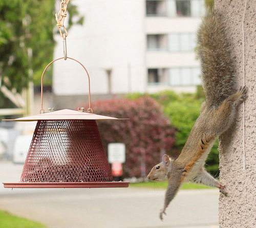 Sciurus_carolinensis_-British_Columbia,_Canada-8.jpg