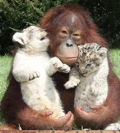 monkey and jaguar babies