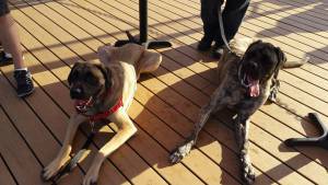 11811365_668032276629602_1742619940055300735_n