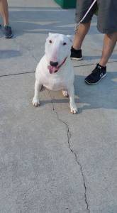 11828804_668032323296264_3602337549571142350_n