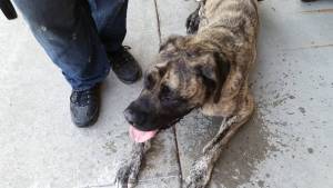 11831758_668032253296271_4693273464649924237_n